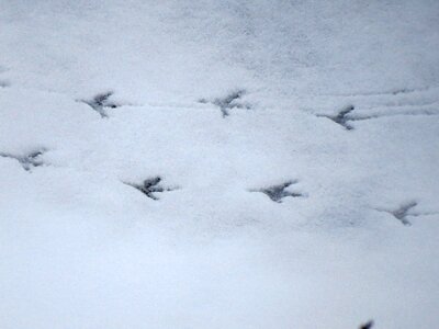 White winter cold