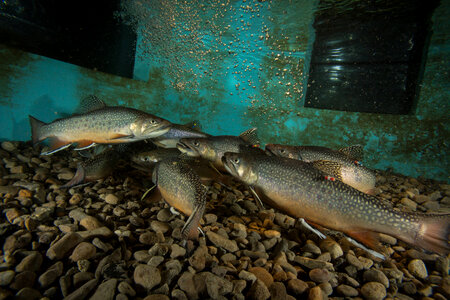 Brook trout-3 photo