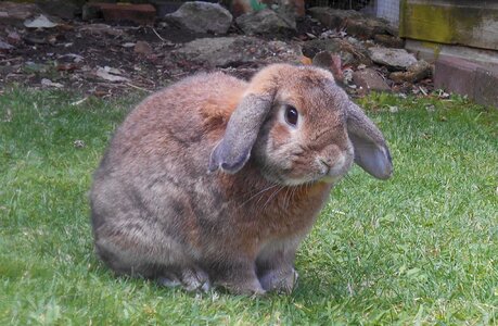 Pet cute hare photo