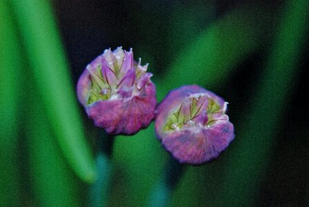 Wild flower purple flowers nature