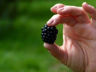 Sweet black delicious