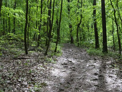 Path park forest photo