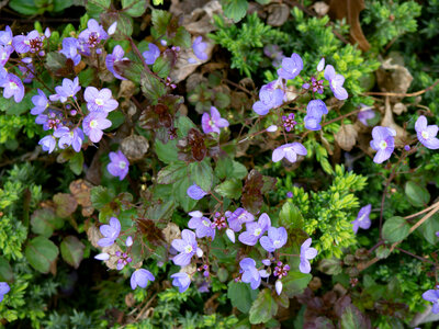 Purple Flowers and Leaves in Garden photo