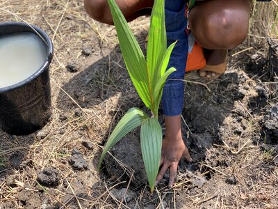 Landscape agriculture plant photo