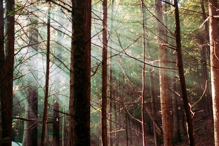 Conifer forest trees