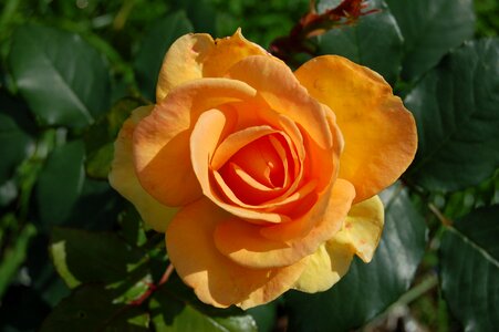 Romance macro plant