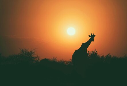 Giraffe Animal Sunset