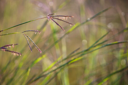 Big Bluestem Grass-3