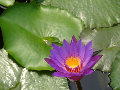 Water lily aquatic plants floral photo