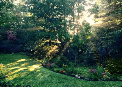 Nature green summer