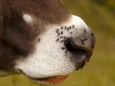 Mosquitoes nose livestock photo