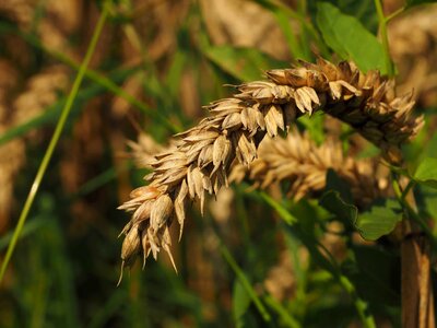 Agricultural agriculture cereal