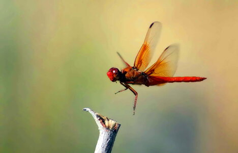 Bug dragonfly llama