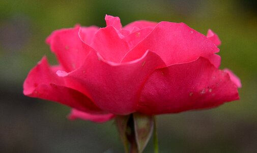 Macro pink rose