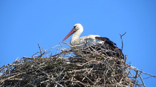 Bill animal nest photo