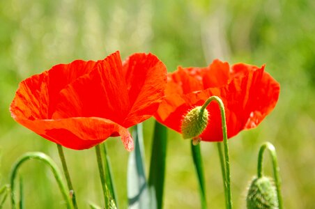 Poppy nature meadow flower