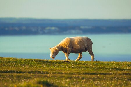 Dorset animal pasture
