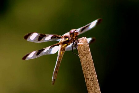 Bouquet bug dragonfly photo