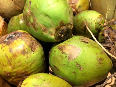 Coconut tropical fruit photo