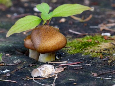 Tree stump nature photo