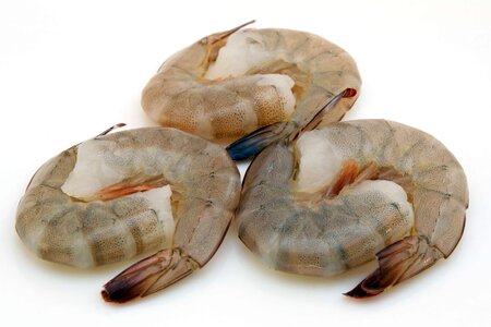 Animal arthropod brown
