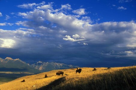 Bison grazing mountainside