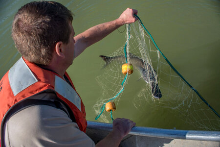 Fisheries crew netting paddlefish-2