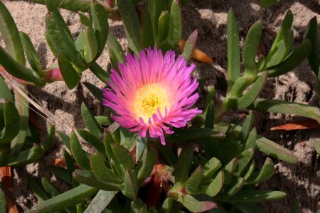 Plant california bloom