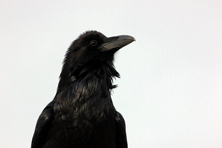 Common Raven-2 photo