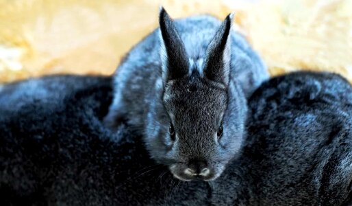 Animal black bunny photo