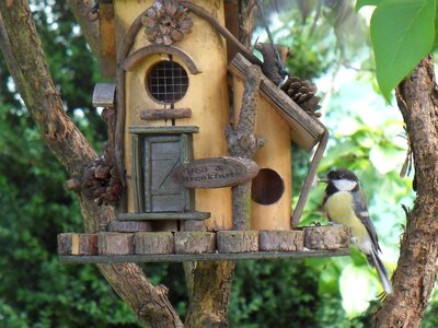 Bird feeder tit garden