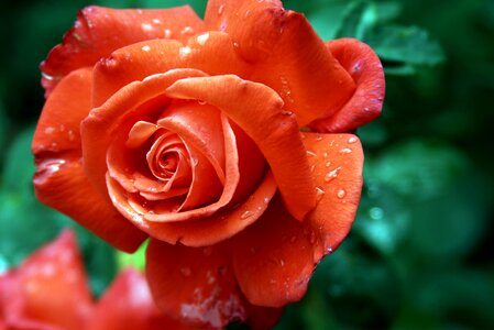 Bloom roses romantic