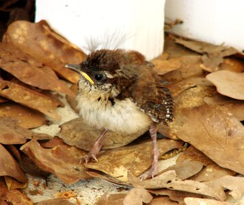 Bird fledglings backyard photo