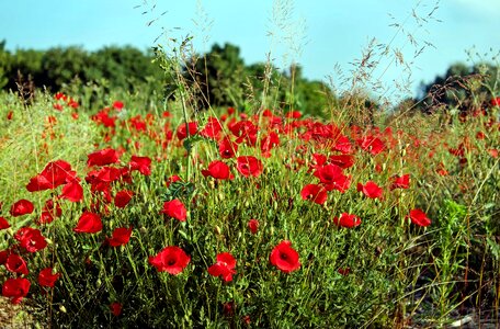Beautiful Flowers blooming blossom