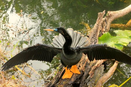 Wings feather wildlife photo