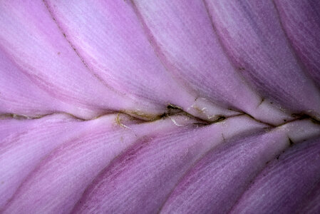 Macro Purple Leaf detail
