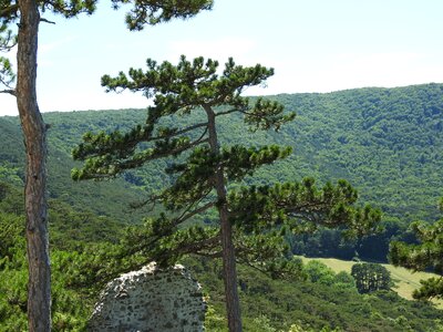 Pine forest tree outlook
