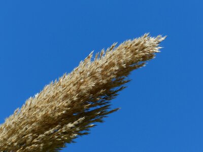 Phragmites australis phragmites communis trin licorice