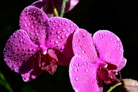 Plant purple flowers blossom photo