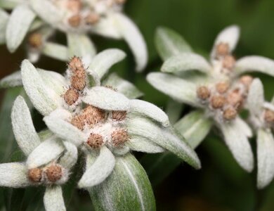 Beautiful Flowers biology bloom