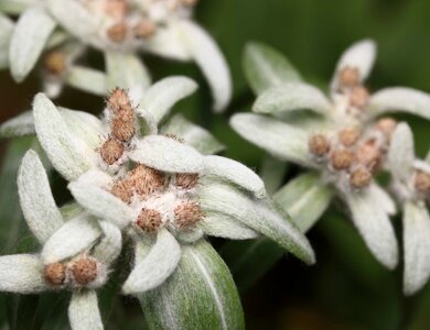 Beautiful Flowers biology bloom photo