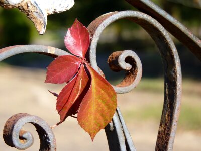 Weathered fence plant