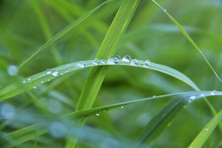 Grass drop of water green