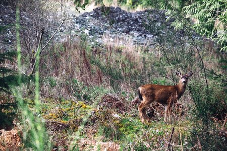 Animal bush deer