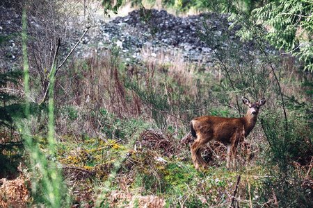 Animal bush deer photo