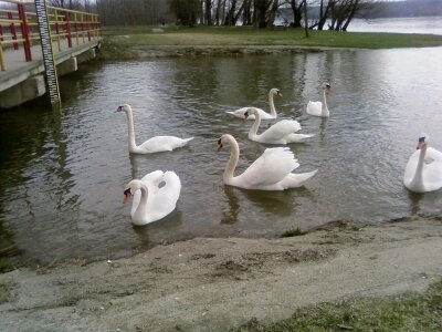 Bird lake seven