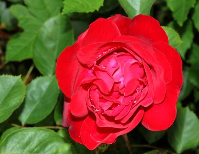Red love macro