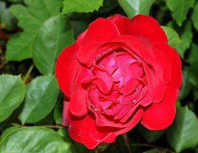 Red love macro photo