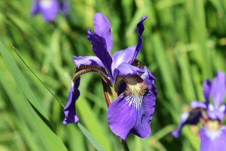 Bloom flower violet