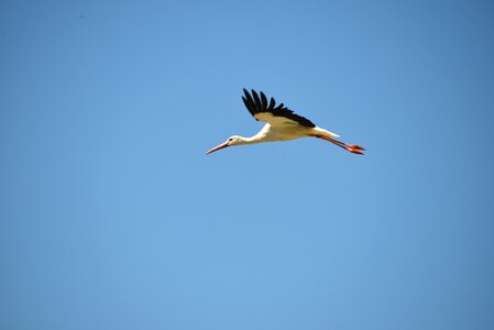 Animal rattle stork white stork photo